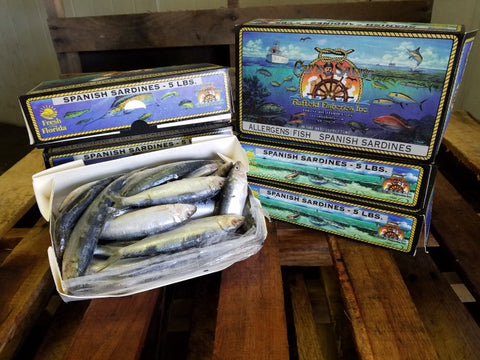 Spanish Sardines 5lb