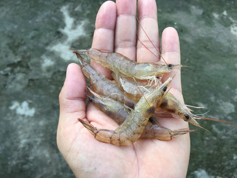 Live Shrimp KL